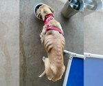 Small Photo #5 Labrador Retriever-Unknown Mix Puppy For Sale in Clovis, CA, USA