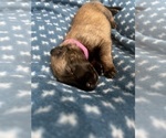 Small Photo #258 Belgian Malinois Puppy For Sale in REESEVILLE, WI, USA