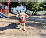Small #2 Poodle (Miniature) Mix