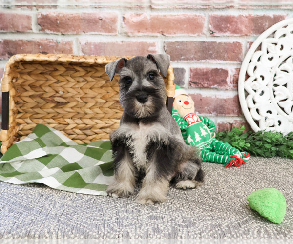 Medium Photo #1 Schnauzer (Miniature) Puppy For Sale in SYRACUSE, IN, USA