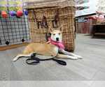 Small #22 Shiba Inu Mix