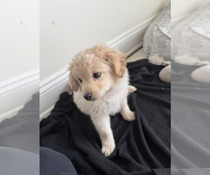 Bichpoo Puppy for sale in STERLING HEIGHTS, MI, USA