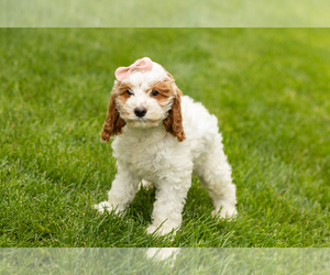 Cockapoo (Miniature) Puppy for sale in NAPPANEE, IN, USA