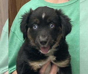 Miniature Australian Shepherd Puppy for sale in FORT MORGAN, CO, USA