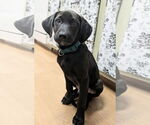Small #1 Labrador Retriever Mix