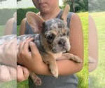 Puppy Nelly French Bulldog