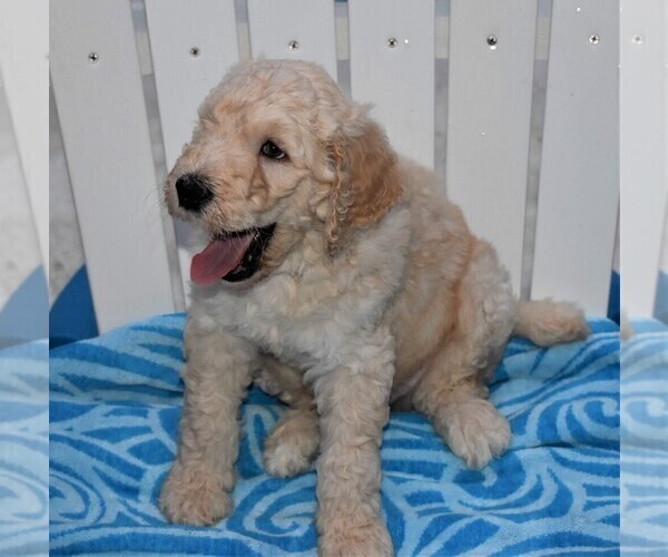 Medium Photo #4 Poodle (Standard) Puppy For Sale in MALABAR, FL, USA