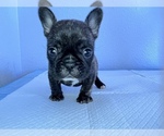 Puppy 4 French Bulldog