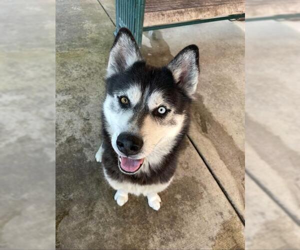 Medium Photo #2 - Mix Puppy For Sale in Lodi, CA, USA