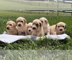 Cavapoo Puppy for sale in CUB RUN, KY, USA