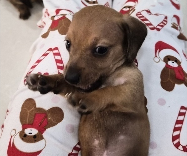 Medium Photo #6 Dachshund Puppy For Sale in SAINT CLOUD, FL, USA
