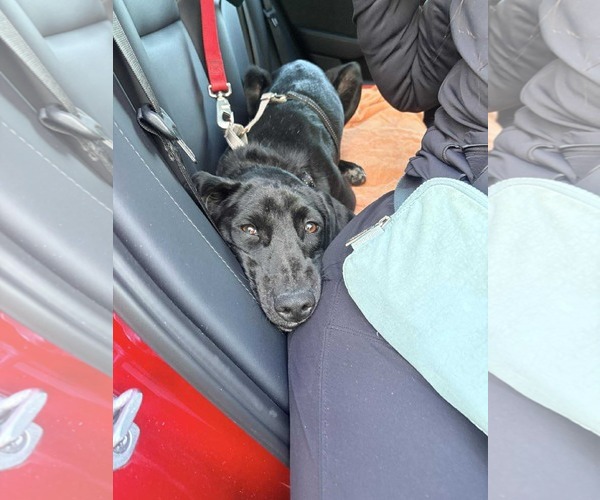 Medium Photo #7 Labrador Retriever-Unknown Mix Puppy For Sale in Westwood, NJ, USA