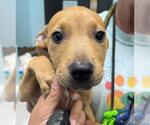 Small Mutt