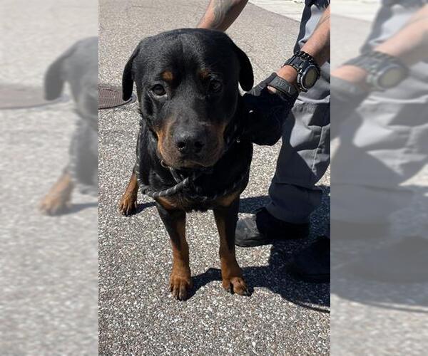 Medium Photo #1 Rottweiler Puppy For Sale in Palmetto, FL, USA