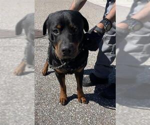Rottweiler Dog for Adoption in Palmetto, Florida USA