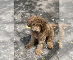 Image preview for Ad Listing. Nickname: Litter of 2