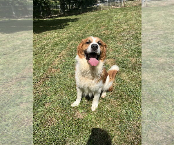 Medium Photo #11 Australian Shepherd-Saint Bernard Mix Puppy For Sale in Osgood, IN, USA