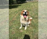 Small #10 Australian Shepherd-Saint Bernard Mix