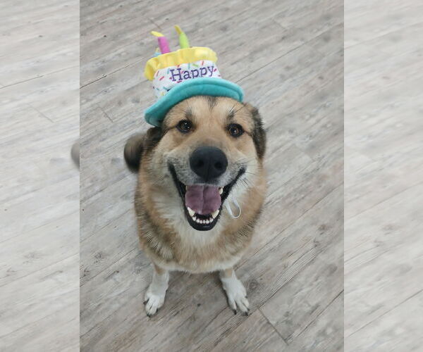 Medium Photo #14 German Shepherd Dog Puppy For Sale in Murfreesboro, NC, USA