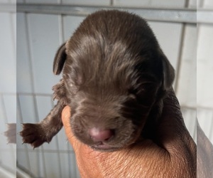 Labrador Retriever Puppy for sale in OSYKA, MS, USA