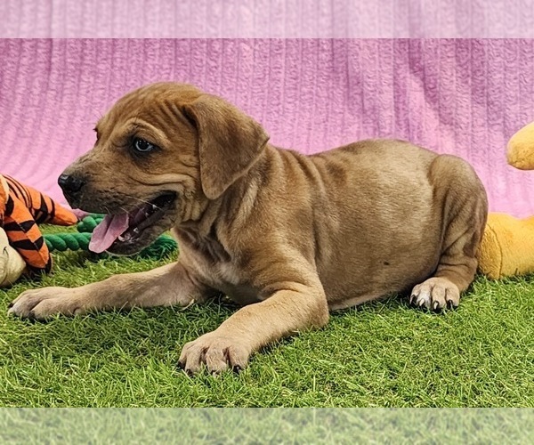 Medium Photo #10 Catahoula Leopard Dog Puppy For Sale in CUMBY, TX, USA