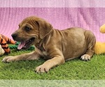 Small #9 Catahoula Leopard Dog