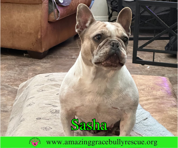 Medium Photo #4 French Bulldog Puppy For Sale in Milton, FL, USA