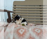 Small Photo #5 Cavapoo Puppy For Sale in FRYTOWN, IA, USA