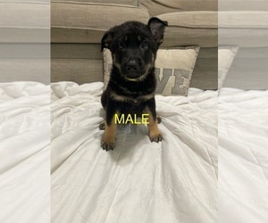 German Shepherd Dog Puppy for sale in ALACHUA, FL, USA