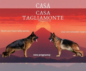 Mother of the German Shepherd Dog puppies born on 03/08/2026