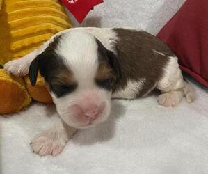 Cavapoo Puppy for sale in HICKORY, NC, USA
