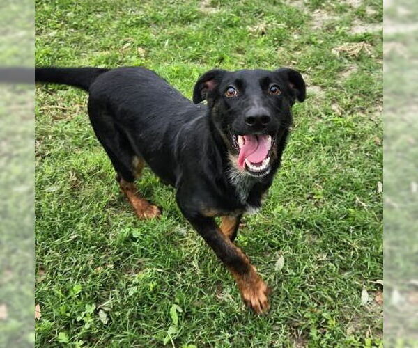 Medium Photo #2 Mutt Puppy For Sale in Rockaway, NJ, USA