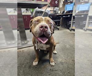 American Pit Bull Terrier Dogs for adoption in Downey, CA, USA