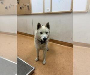 Siberian Husky Dogs for adoption in Martinez, CA, USA