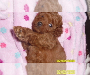 Poodle (Toy) Puppy for sale in DULUTH, GA, USA