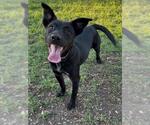 SASHA - Female Labrador Retriever Dog for Adoption - Small photo