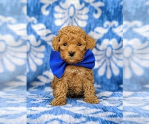 Poodle (Toy) Puppy for sale in BIRD IN HAND, PA, USA