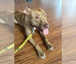 Small #8 American Pit Bull Terrier Mix