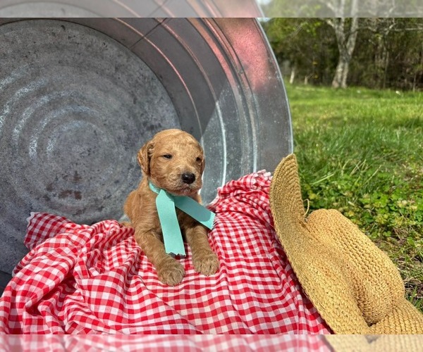 Medium Photo #15 Goldendoodle Puppy For Sale in LEBANON, TN, USA