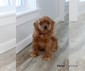 Cavalier King Charles Spaniel Puppy for sale in WATERLOO, NY, USA