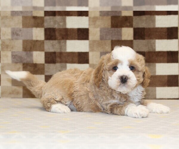Medium Photo #2 Bernedoodle (Miniature) Puppy For Sale in DENVER, PA, USA