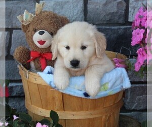 Golden Retriever Puppy for sale in FREDERICKSBURG, OH, USA