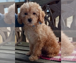 Goldendoodle (Miniature) Puppy for sale in SILVER SPRING, MD, USA