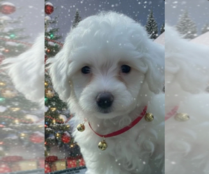 Poodle (Toy) Puppy for sale in MATTOON, IL, USA