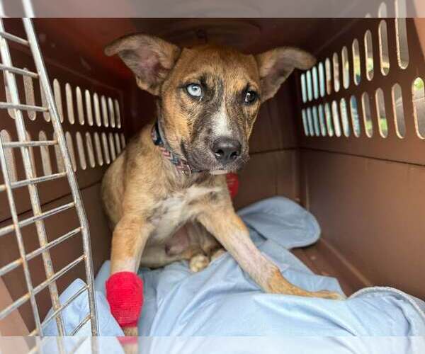 Medium Photo #6 - Mix Puppy For Sale in Forest, VA, USA