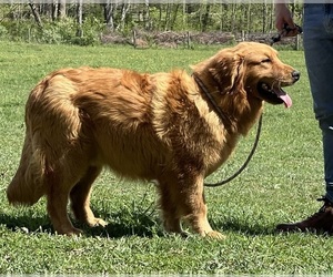 Father of the Golden Retriever puppies born on 08/01/2026