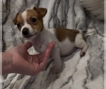 Small #3 Jack Russell Terrier