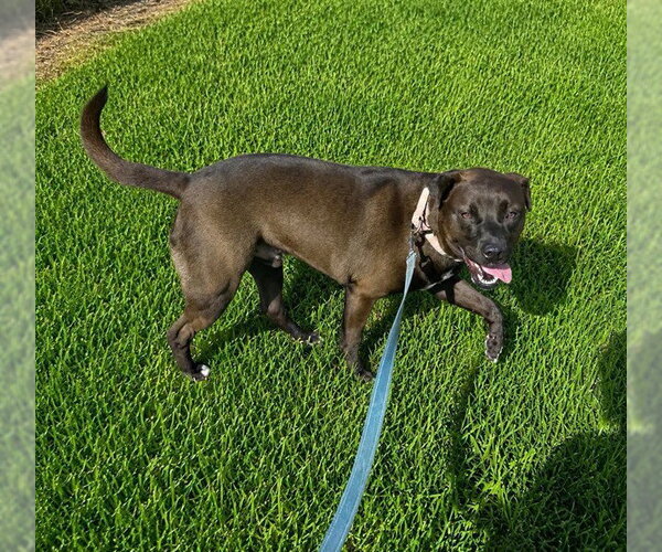 Medium Photo #3 Labrador Retriever Puppy For Sale in Ocala, FL, USA