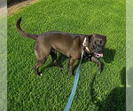 Small #2 Labrador Retriever