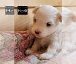 Small Photo #3 Maltese Puppy For Sale in MOUNTAIN GROVE, MO, USA